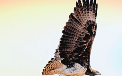 Watch Your Brain Like A Hawk!